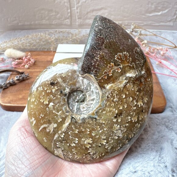 Gorgeous Ammonite Fossil | Ammonite Specimen - Picture 1 of 6